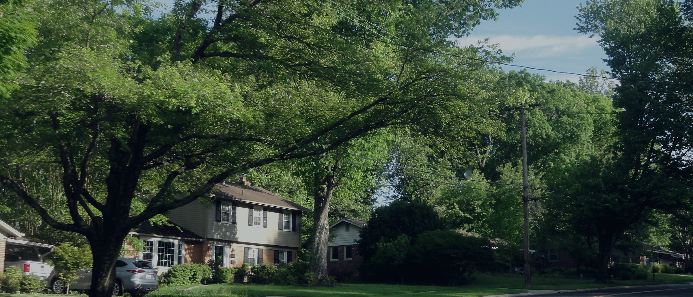 A quiet tree lined residential street on a summer morning